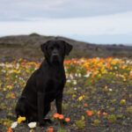 <strong>Most Popular Dog Breeds in India and the Health Benefits of Pet Ownership</strong>