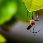<strong>Most Common Pests in India and Advice on How to Deal With Them</strong>