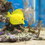 <strong>5 Basic Aquascaping Ideas and Tips for Any Beginner</strong>