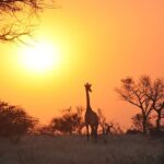 Behind the Scenes of a Safari Tour Guide: Tales from the Wilderness
