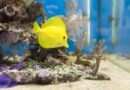 How Ammonia Remover Can Save Your Fish Tank from Harmful Chemicals