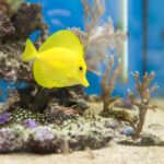 How Ammonia Remover Can Save Your Fish Tank from Harmful Chemicals