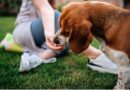 How to Maintain Proper Care for Your Dogs 