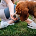 How to Maintain Proper Care for Your Dogs 
