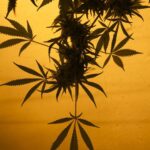 From Ordering to Delivery: A Step-by-Step Walkthrough of Buying Captain Chronic Flower Online