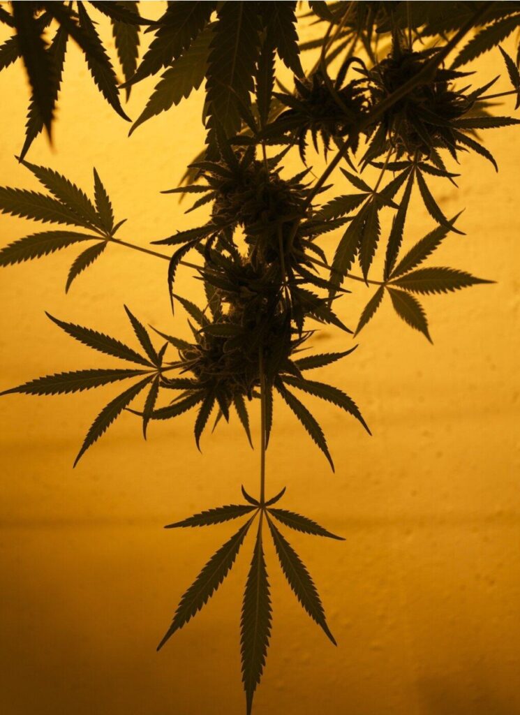 From Ordering to Delivery: A Step-by-Step Walkthrough of Buying Captain Chronic Flower Online