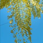 Sustainable Design: Key Principles in LEED Categories