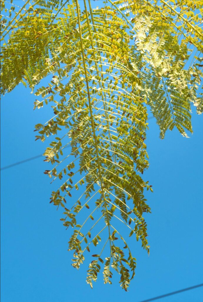 Sustainable Design: Key Principles in LEED Categories