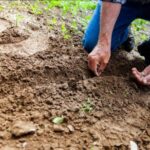 7 Steps to Successfully Planting Wildflower Seeds in Your Garden