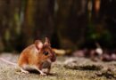 Rodent Exclusion 101: How to Keep Your Home Rodent-Free