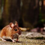 Rodent Exclusion 101: How to Keep Your Home Rodent-Free