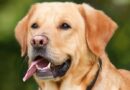 5 Common Dog Behavioural Issues 