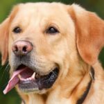 5 Common Dog Behavioural Issues 