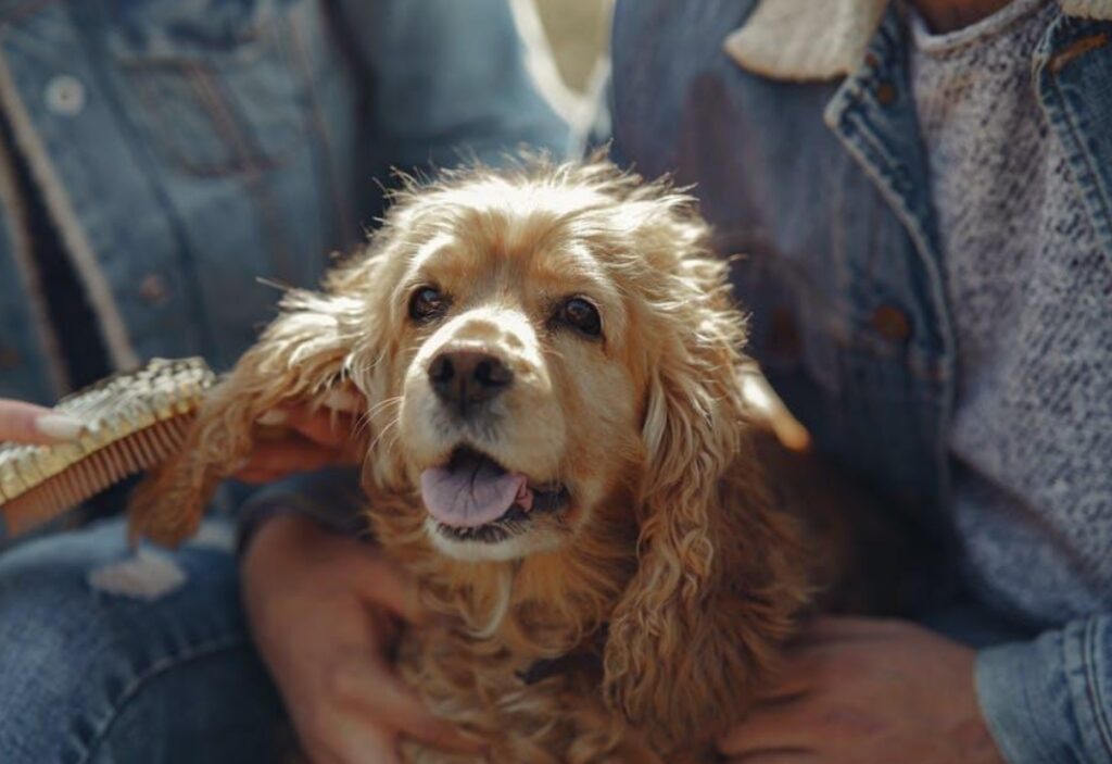How to Prevent Excessive Dog Moulting and Keep Your Pup Healthy