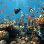 How to Care for and Maintain Small Saltwater Fish