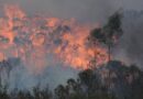 From Risk Assessment to Recovery: The Benefits of Bushfire Consultants in WA