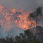 From Risk Assessment to Recovery: The Benefits of Bushfire Consultants in WA