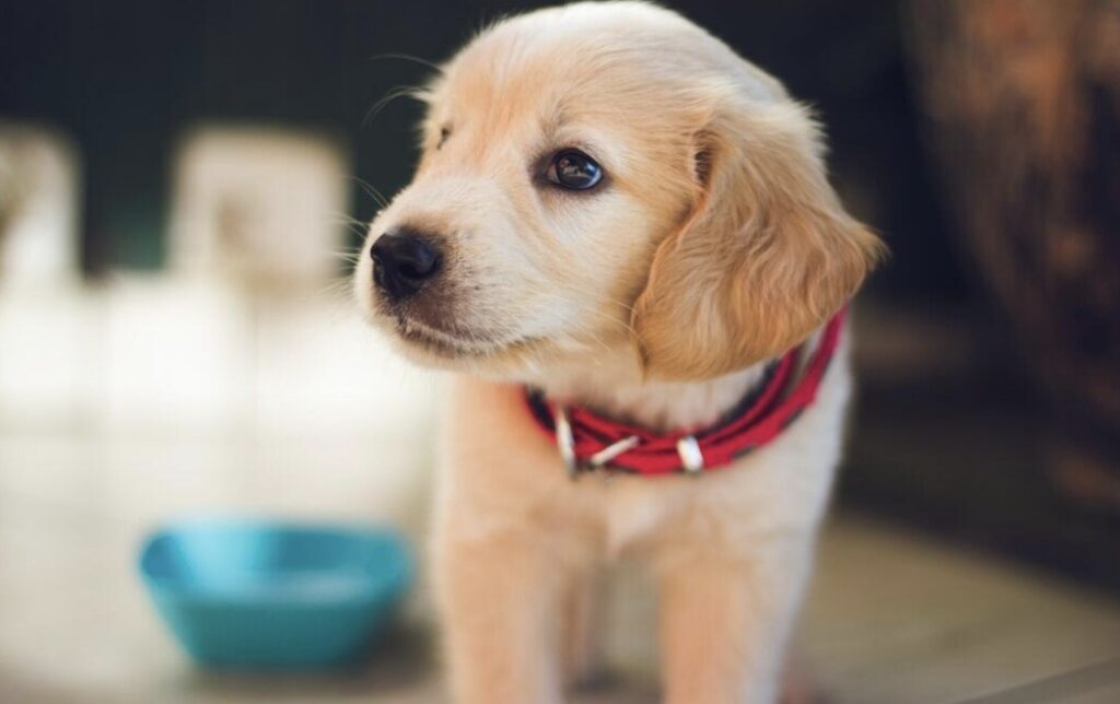 The Essential Items to Include in Your Canine First Aid Kit