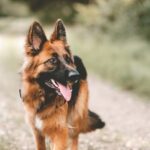 Understanding the Impact: What Happens After a Dog Bite?