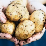 International Potato Day 2025: Theme and Benefits