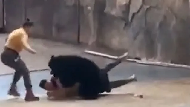 Moment a captive bear attacks its trainer during a live show in China