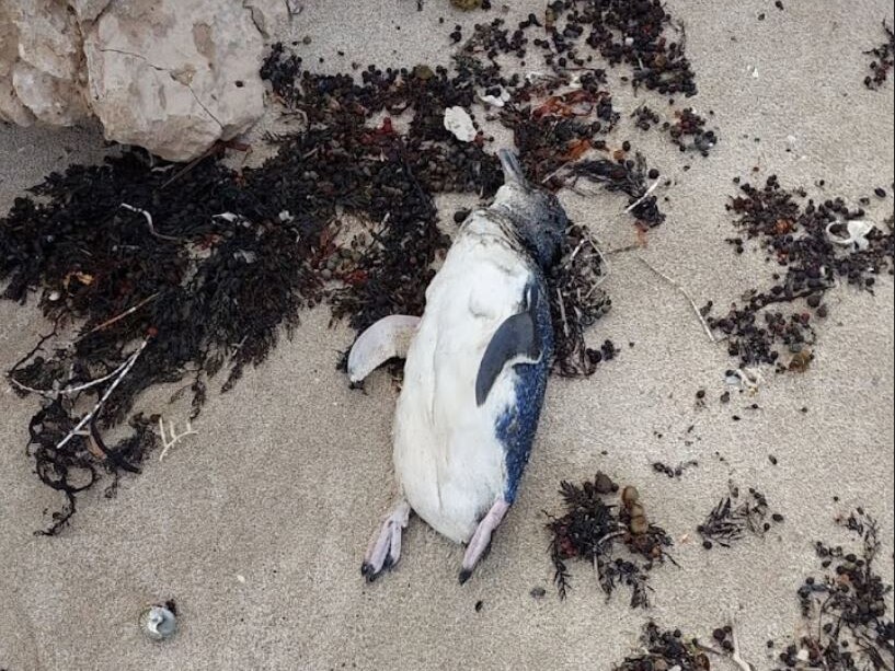 Dead little penguin lying on an Australian beach as waves wash ashore