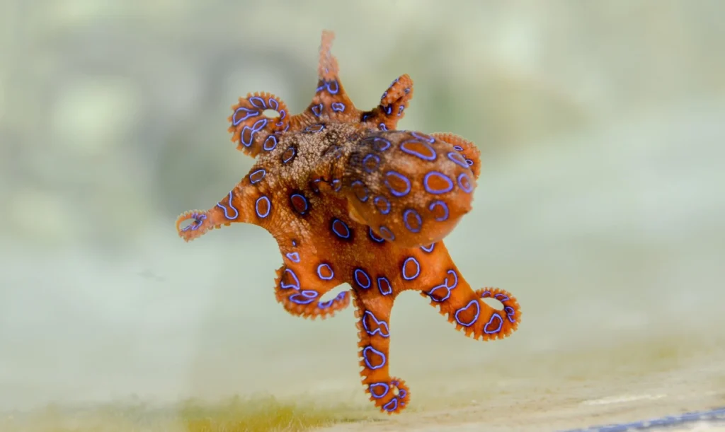 Deadly Blue-Ringed Octopus Spotted at Emu Point—Albany Issues Public Safety Warning