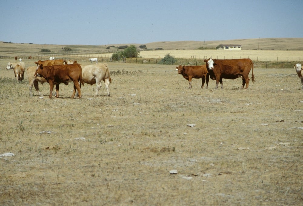 Cattle grazing on a dry pasture during drought conditions in Canada