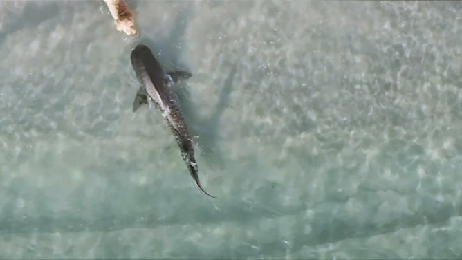 Tiger Shark Spotted at Perth Dog Beach After Drone Captures Close Call