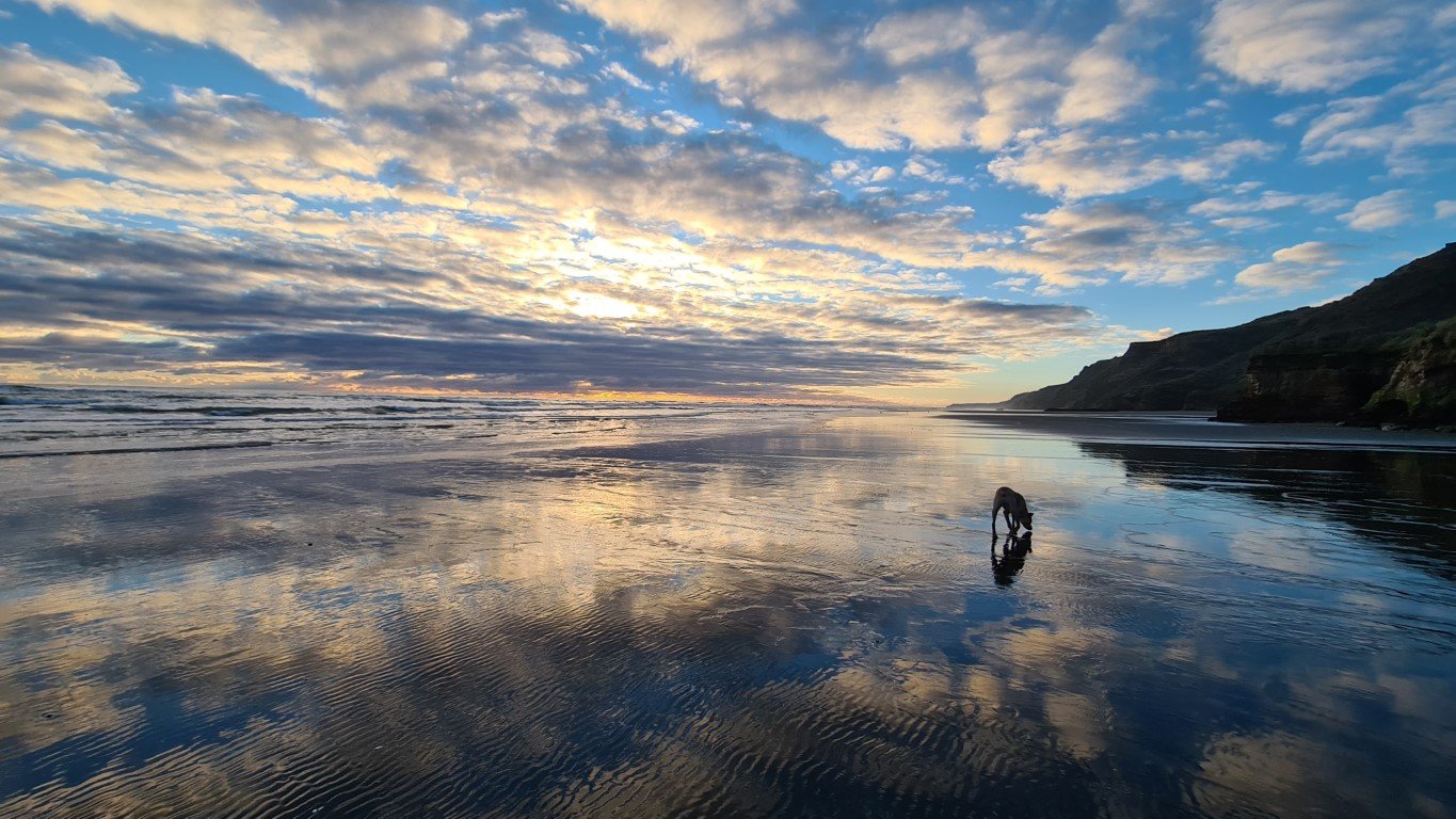 Sunset reflection on wet sand at Karioitahi Beach with a dog near the shoreline