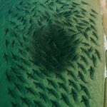 ‘Like a Boiling Cauldron’: NSW Shark Feeding Frenzy Erupts at Byron Bay’s Tallow Beach