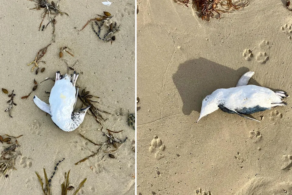 Dead seabird washed ashore on an Australian beach