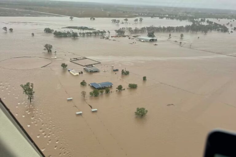 Queensland Flood Emergency: Evacuations, 50,000 Cattle Dead — and One Cow’s 80km Fight for Survival