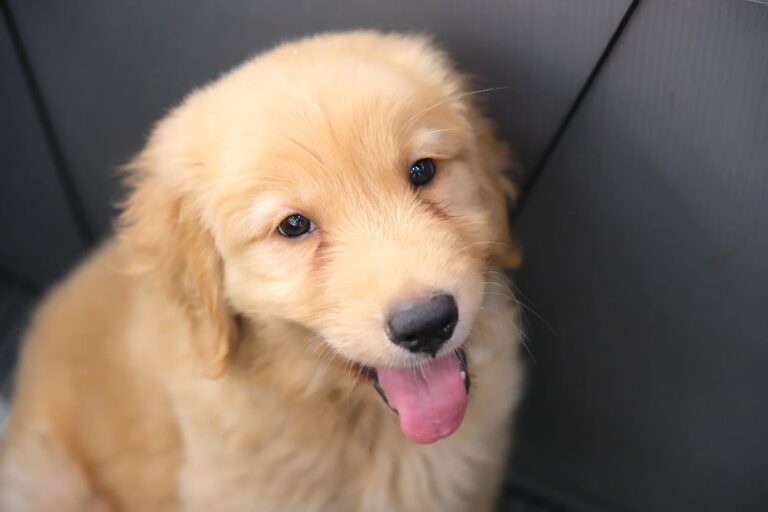 A Tiny Golden Retriever Just Found His First “Woof” — and the Internet Can’t Cope