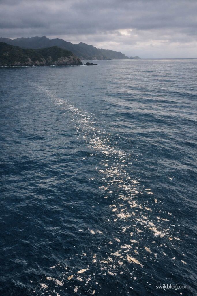 Trail of Dead Fish Found Off New Zealand Island Sparks Fisheries Investigation