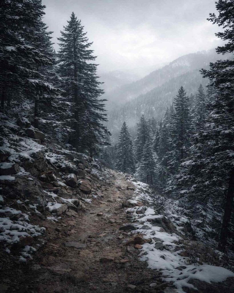 Solo New Year’s Day Hike Turns Deadly in Suspected Mountain Lion Attack in Colorado