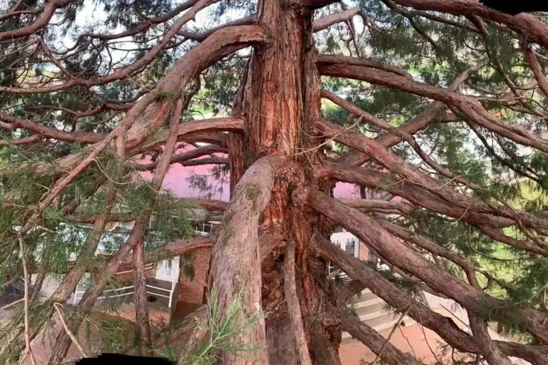 The Giant Sequoia stands approximately 30 metres tall at Franklin Primary