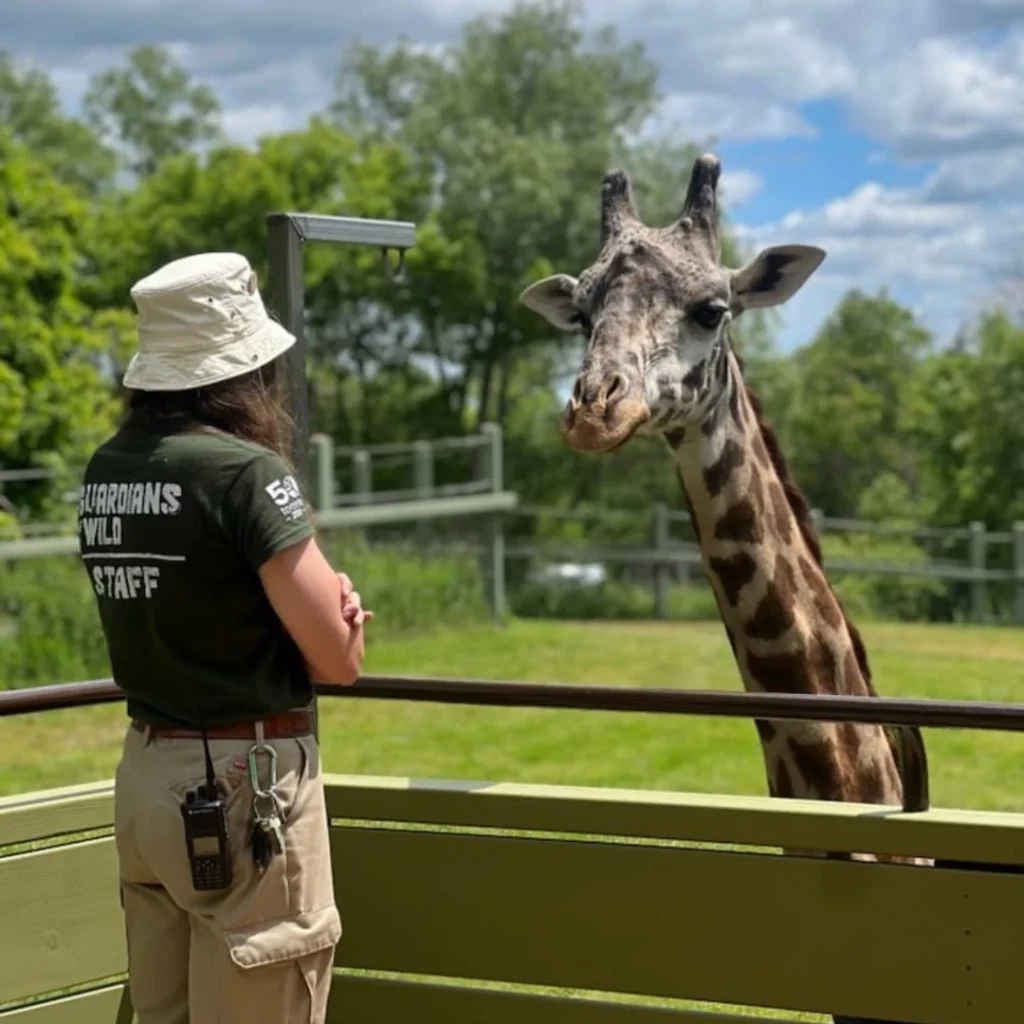 Toronto Zoo Launches Review After 13-Year-Old Giraffe Kiko Dies From Cardiac Failure
