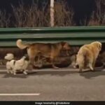 230 Million Views: 7 Missing Dogs Walk 17KM Home in Emotional Survival Story