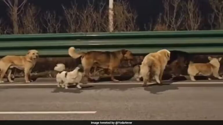230 Million Views: 7 Missing Dogs Walk 17KM Home in Emotional Survival Story