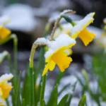 London Weather Alert: 70mph Winds and Snow Risk as Temperatures Plunge Across UK