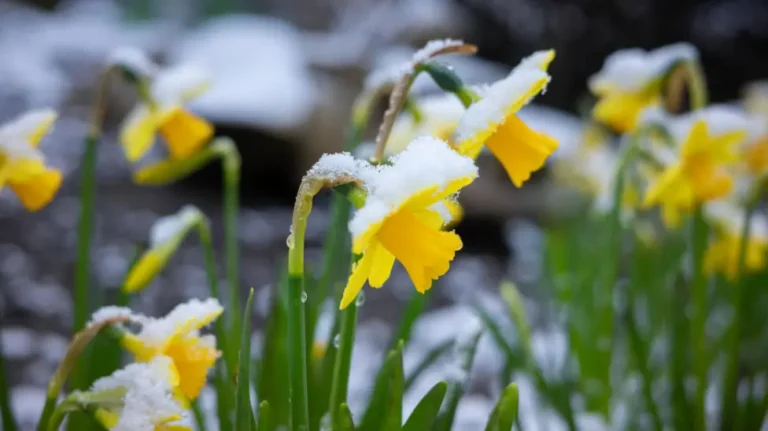 London Weather Alert: 70mph Winds and Snow Risk as Temperatures Plunge Across UK