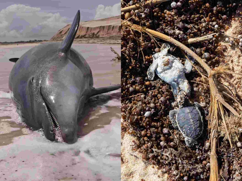 ‘Devastating Scenes’: Dead Marine Life Covers Ningaloo Beaches After Cyclone Narelle