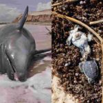 ‘Devastating Scenes’: Dead Marine Life Covers Ningaloo Beaches After Cyclone Narelle
