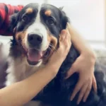 Toronto Waives Fees for Big Dogs as “Big Dogs, Big Love” Campaign Targets 2x Longer Shelter Wait Times