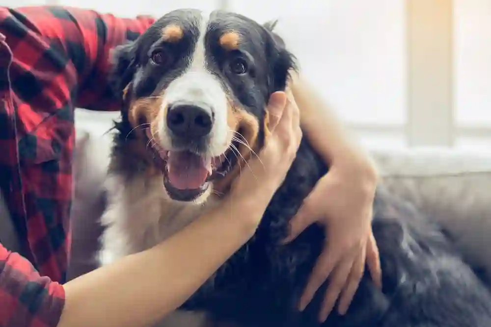 Toronto Waives Fees for Big Dogs as “Big Dogs, Big Love” Campaign Targets 2x Longer Shelter Wait Times