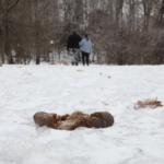 Winter Dog Owners Exposed: 80% Ignore Cleanup as Snow Melts Reveal Shocking Mess