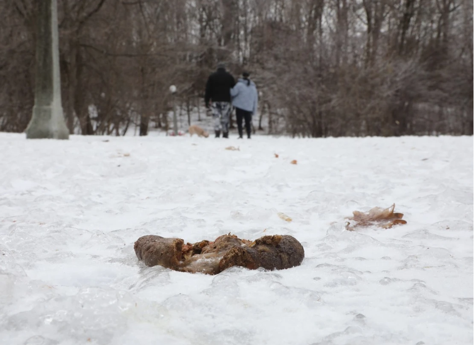Winter Dog Owners Exposed: 80% Ignore Cleanup as Snow Melts Reveal Shocking Mess