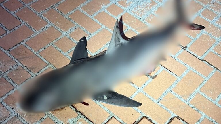 1.5m Shark Discovered on Sydney Roundabout 20km from Ocean