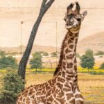 Toronto Zoo Names Baby Masai Giraffe Imara After 23,000 Public Votes